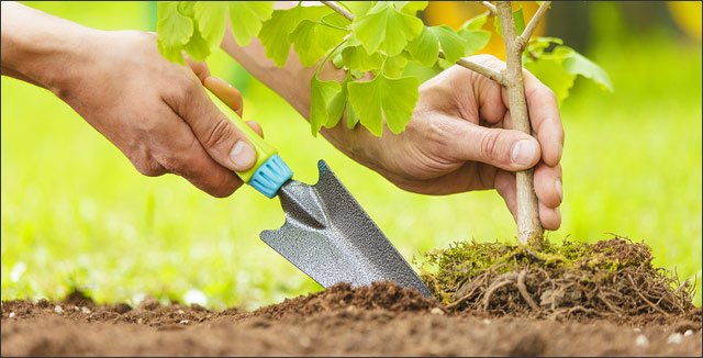 Image 11/01/2020.
Tree planting - Start a Forest CANCELLED due to weather conditions