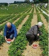 Image 21/04/2021
Strawberry Picking & guided Walking Tour of Vouni Palace + Lunch