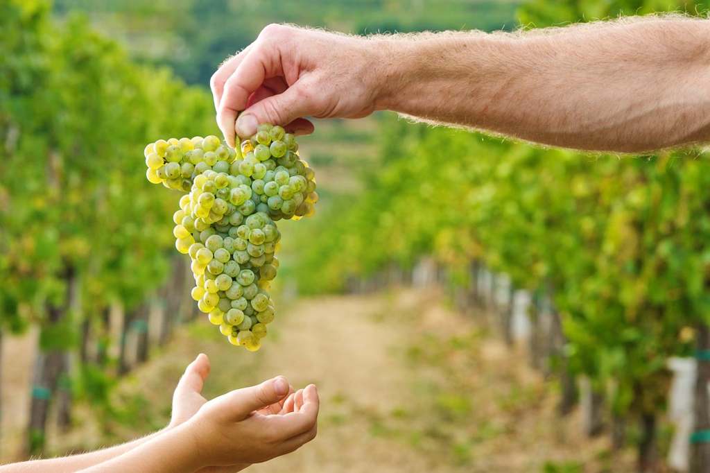 Image 11/08/2023 
Vineyard tour & visit to Mehmetçik grape festival + Meal & Coach included